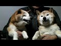 雪国の柴犬/老犬ジロー15才と7ヶ月/ラン17才くらい