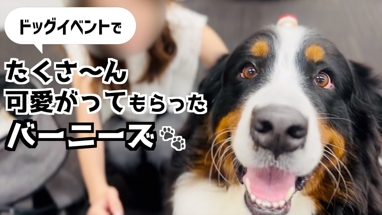 東京わんわん夏祭りに参加‼️視聴者さんにも会えたバーニーズ🐾