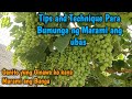 Mga tips and tenchnique kung paano makapagpabunga ng marami sa ubas