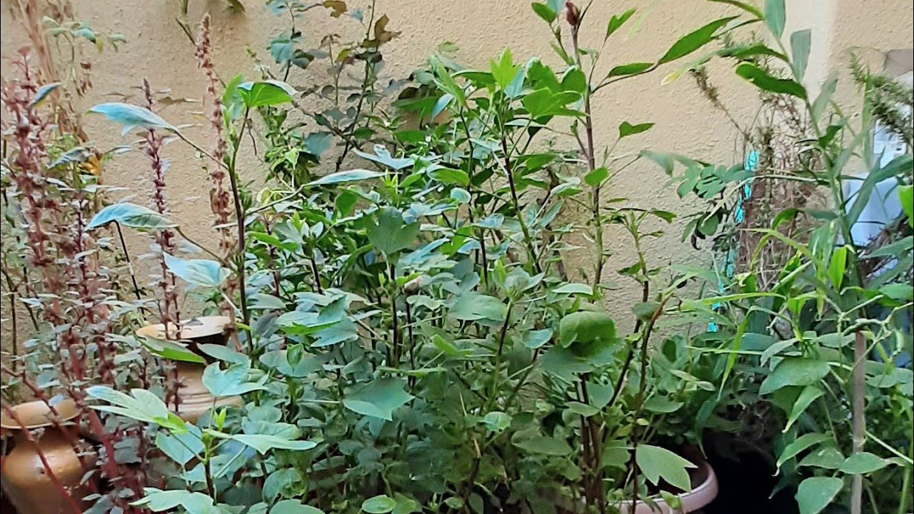 Sorrel leaves (Greens) Backyard plants|My favorite greens forever| Super rich iron leaves