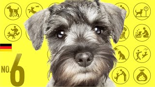 No.6 Miniature Schnauzer ❤️ TOP100 Cute Dog Breeds Video by Dogs 101 ❤️ I want a dog! 751 views 2 years ago 8 minutes, 13 seconds