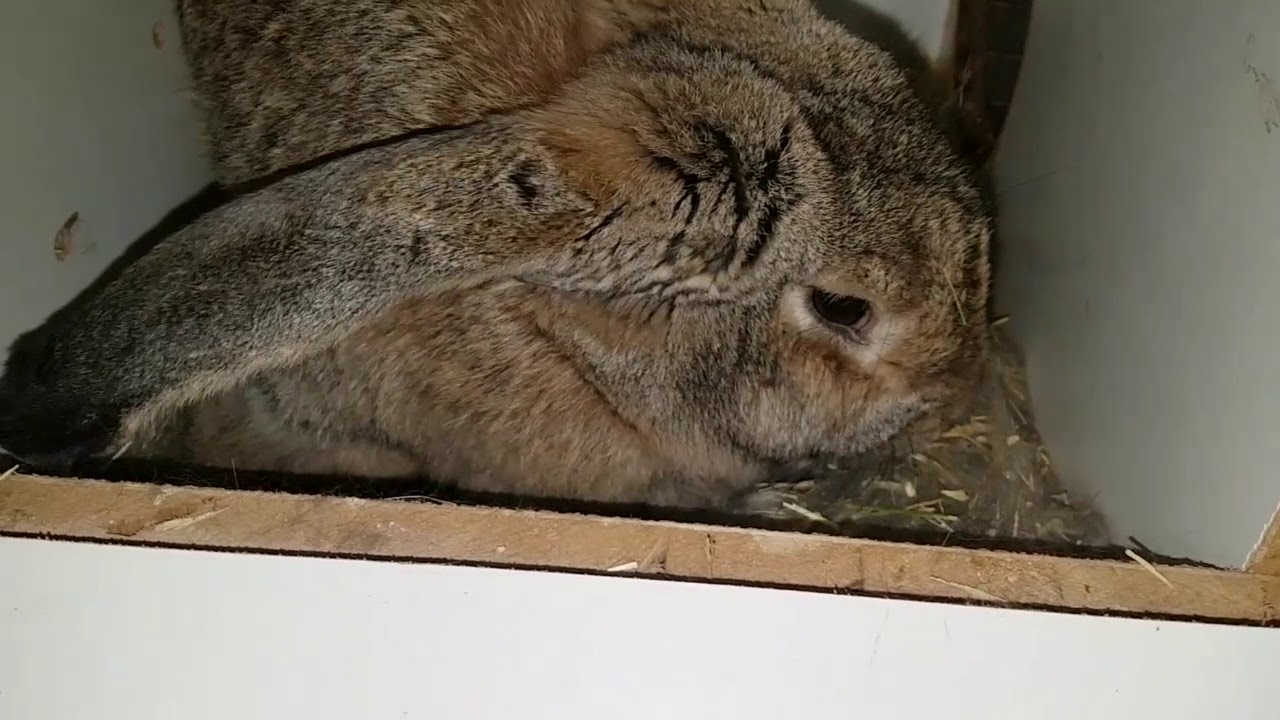 تقديم الشعير الاخضر للارانب والرضاعه الحبيسه