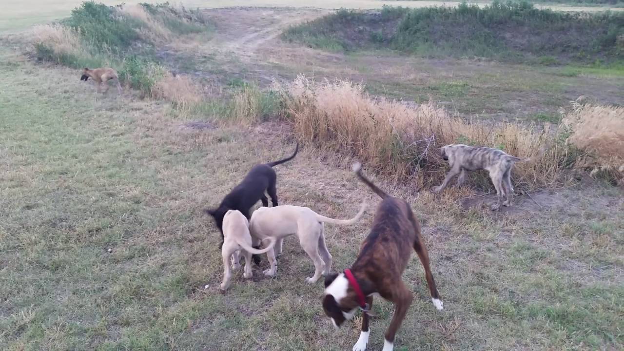 Coyote dogs (Greyhound puppies) YouTube