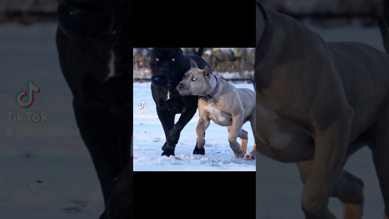 saray pantaray sada use karda 🐕‍🦺🐕‍🦺🦮🦮🐶🐶 all pitbull