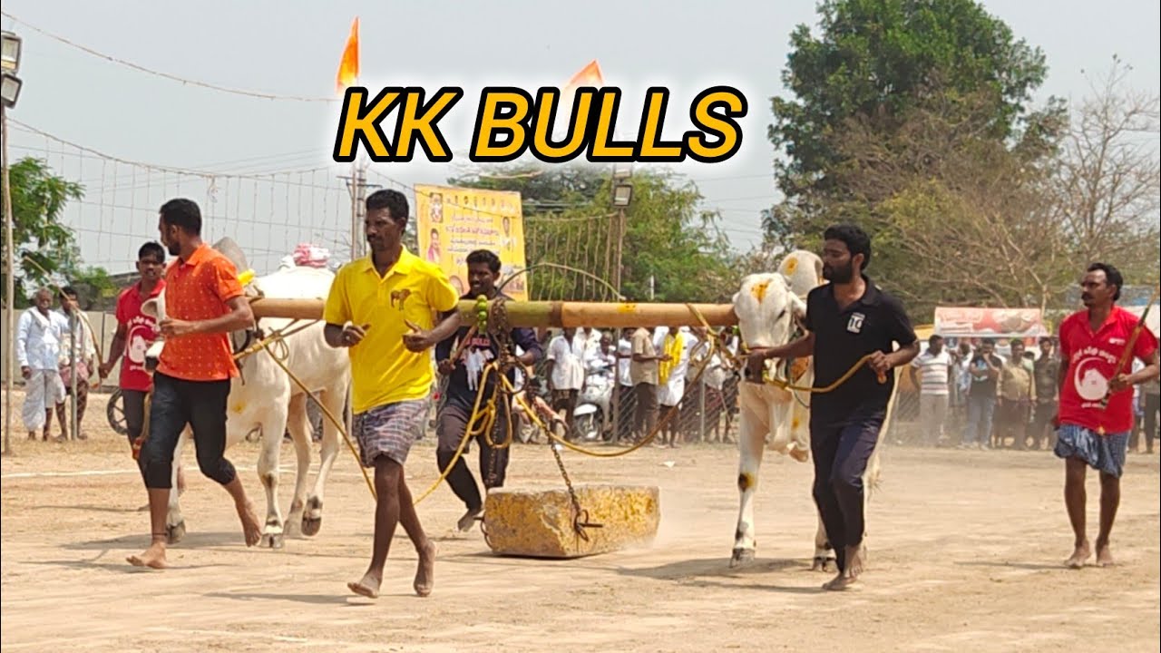 ఆకుల గణపవరం 2పళ్ళు 5వ KK BULLS ముక్కామల గ్రామం గుంటూరు జిల్లా..