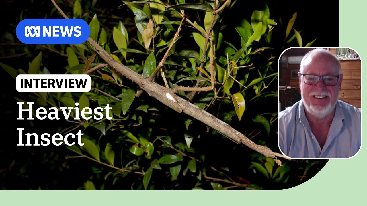 Giant stick insect discovered in Queensland rainforest | ABC NEWS