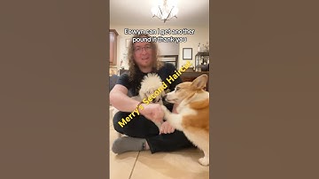 Merry’s Haircut, again ! #corgi #asl #signlanguage #fyp #foryou