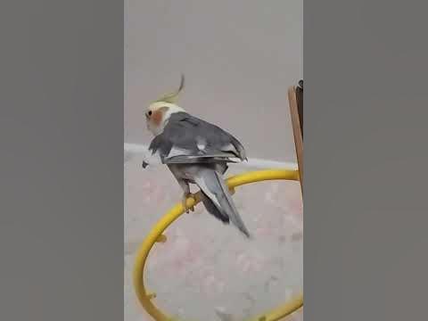 кукареку - YouTube