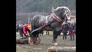 So Strong Horse I Pulling the Heavy Weight Wooden Pieces screenshot 5