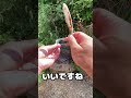 アゴ出汁そば 作る
