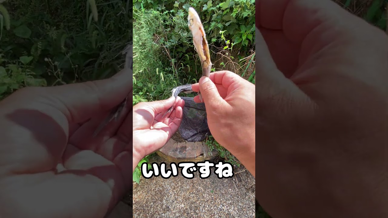 アゴ出汁そば 作る