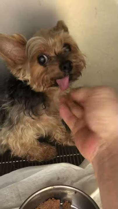 ⑩ヨーキーのトムちゃんの様子 YouTube