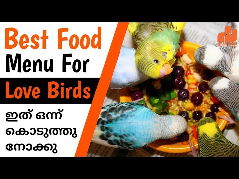 Love Birds Best Food Diet | Budgies Healthy Foods x Seed Mix | In Malayalam | My Pet Plant