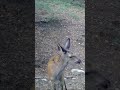 A curious young deer 😊