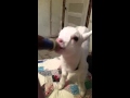 Baby Goat..