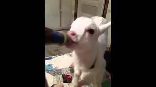 Baby Goat.. by Tammy Lalack 4,150 views 8 years ago 1 minute, 6 seconds
