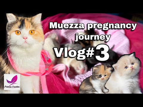 Persian cat pregnancy journey/ muezza pregnancy vlog 3 /kitten /princess creation