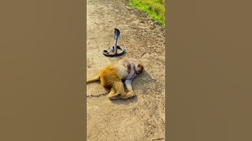 Snake and monkey 🙉 #naagjogi #snake #kingcobra #shortfeed #shortsvideo #shortvideo