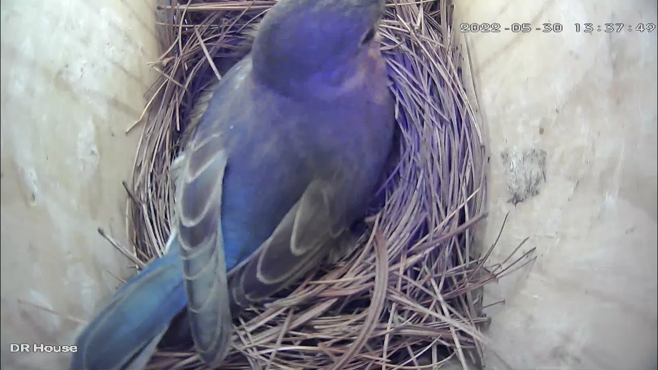 Bluebirds Nesting Live
