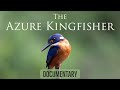 THE AZURE KINGFISHER - DOCUMENTARY