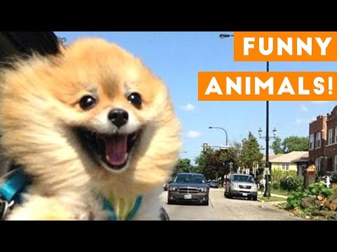 funniest-pets-of-the-week-compilation-december-2017-|-funny-pet-videos