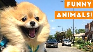 Funniest Pets of the Week Compilation December 2017 | Funny Pet Videos