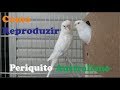 Periquito Australiano - Como Reproduzir!