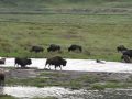 Bison Calf Swept Down River