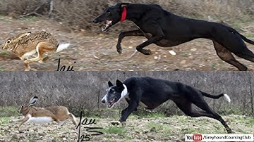 fastest wild animal rabbit vs dog race season 2026