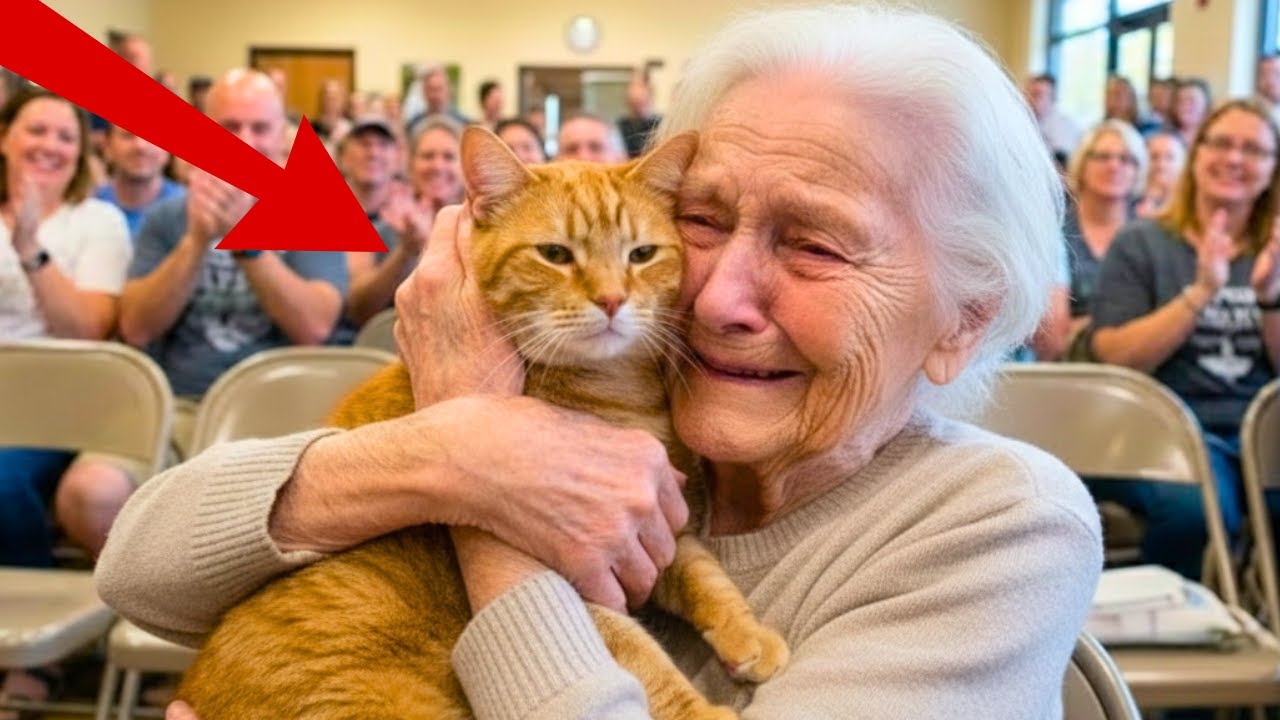 All Cats Walked to find one Human… Until This Moment - Adoption Stories