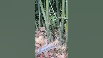 Alat sederhana super tajam untuk memotong tanaman jahe yang sangat memuaskan dan cepat #shorts