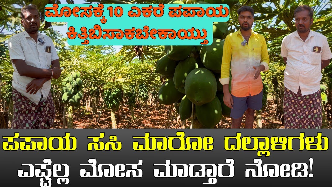 10 ರಿಂದ 15 ರೂಪಾಯಿ ಕೊಟ್ರು ಮೋಸ ಮಾಡ್ತಾರೆ ಸಸಿ ಖರೀದಿ ಎಲ್ಲಿ ಮಾಡಬೇಕು?|papaya farming in Kannada 