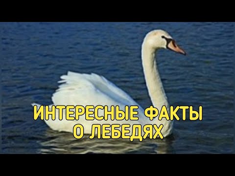 Интересные факты о лебедях