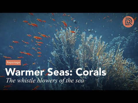 Video: Fantastisk skönhet i ett korallrev, eller vad är en korall
