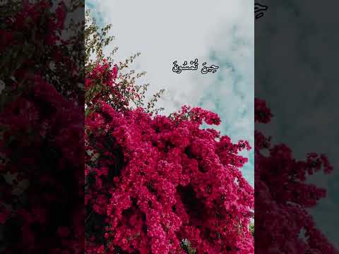 احلى راحه نفسيه تحتاجه في 6 ثواني
