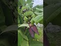 green #bananajuice #fruit #nature #agriculture #food #rawbananasabji #banana