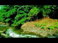 Relaxing River Sounds in Forest with Birds Chirping Deep Sleep Ambience.