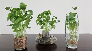 Ba cách trồng cỏ đồng tiền thủy sinh