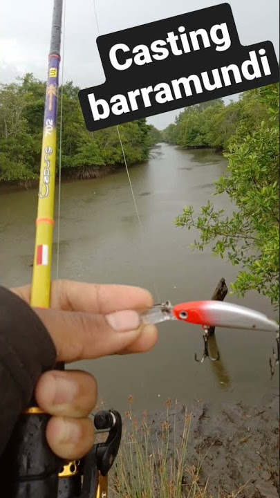 casting barramundi Dan mangrove jack tidak bisa sembarangg!!! harus paham cuaca#pohanpoh #pemancing