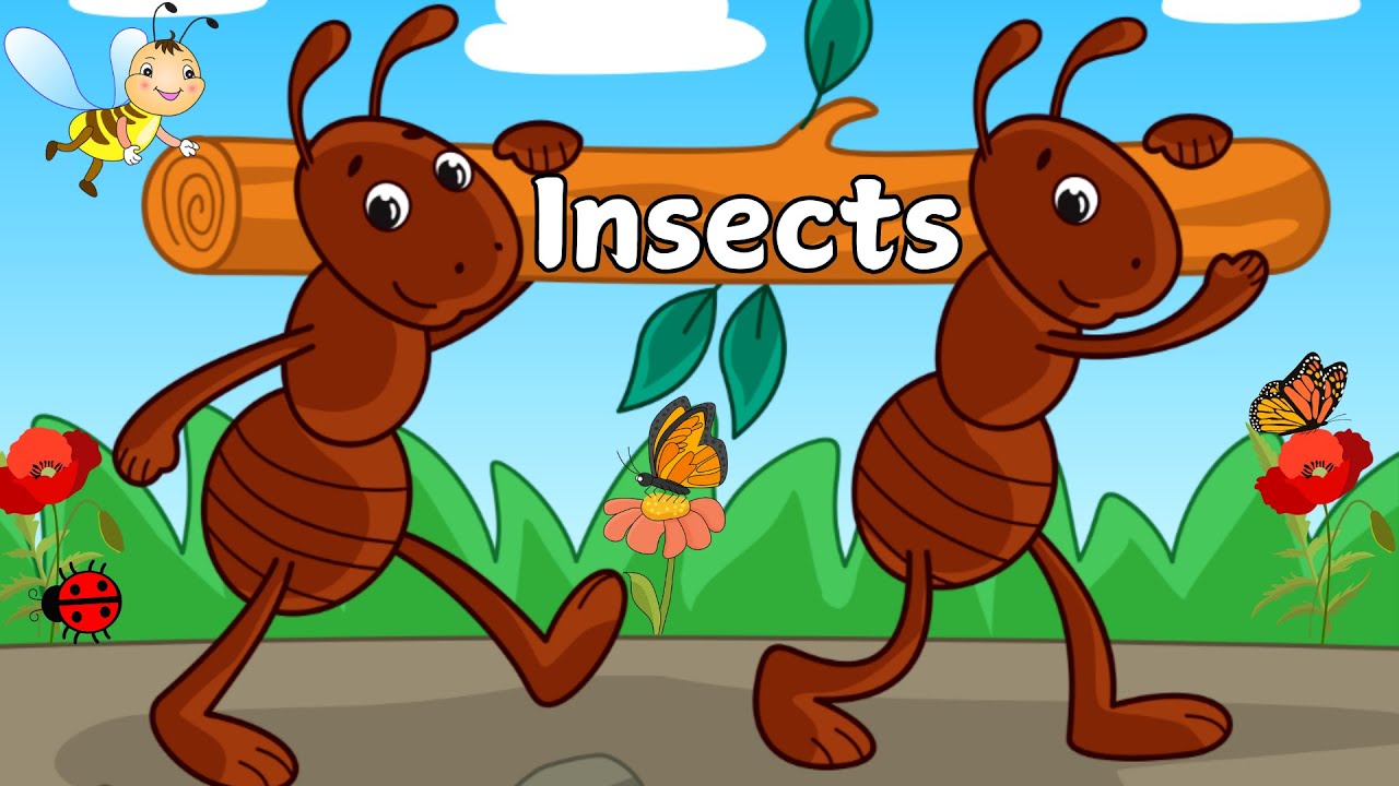 Insects for kids.  Bugs for kids ,Science/general knowledge for kids. educational videos.