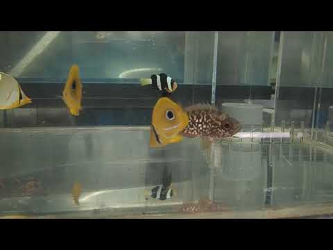 シガテラ海水魚 シマハギ幼魚 Youtube