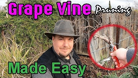 Grape Vine Pruning Made Easy! (Table Grapes) Using The Double Guyot Method