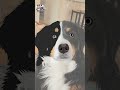 From Nothing to Infiniteartus 🐾 | Custom Pet Portrait Digital Art | Etsy Pet Vector
