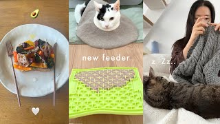 Trying new cat bowl🥣 Small shopping🛒 Cats sleeping under the knit... Days of a butler vlog