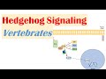 Hedgehog signaling pathway in vertebrates  purpose and mechanism