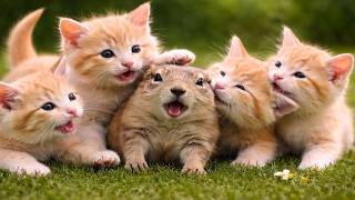 🌿 Cute Kittens Playing Outdoors | Soft Meowing Sounds | Relaxing Cat Video 🐱 screenshot 3