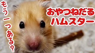 【初めてのクランベリー】おやつをねだるハムスター！もう一つある？という眼差しで見つめてきます…。