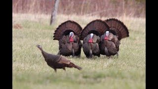 Turkey Identification by Southern Bred Adventures 14,010 views 3 years ago 8 minutes, 12 seconds
