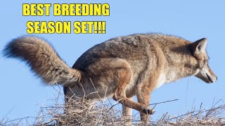 HOW TO TRAP COYOTES DURING MATING SEASON!!!