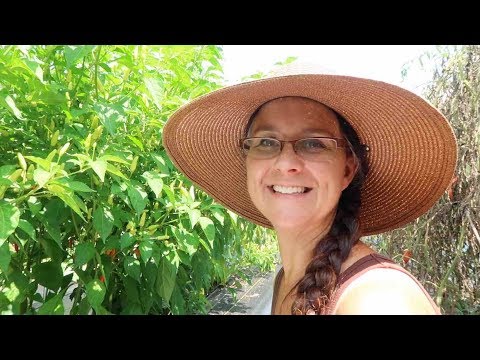 Video: Growing Paprika - Where Does Paprika Grow And Other Paprika Spice Info